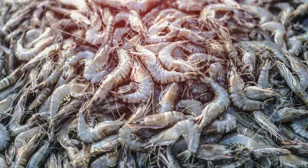 Black Tiger Shrimp