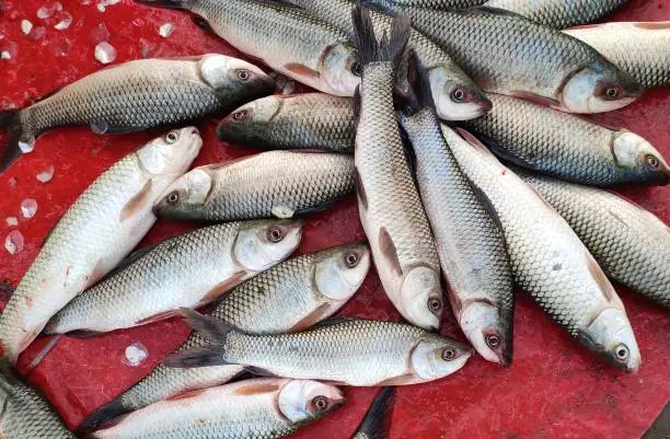 Katla Fish
